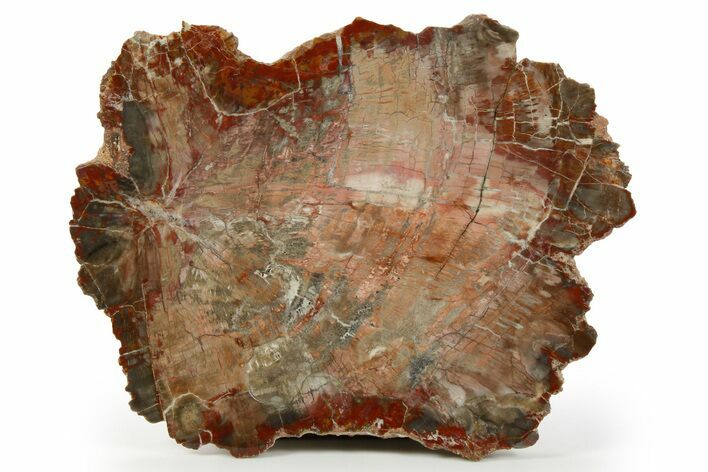 Colorful, Pink Petrified Wood (Araucaria) End Cut - Arizona #261790